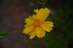 金鸡菊