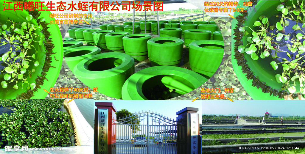 水蛭 蚂蟥 药材 生物世界