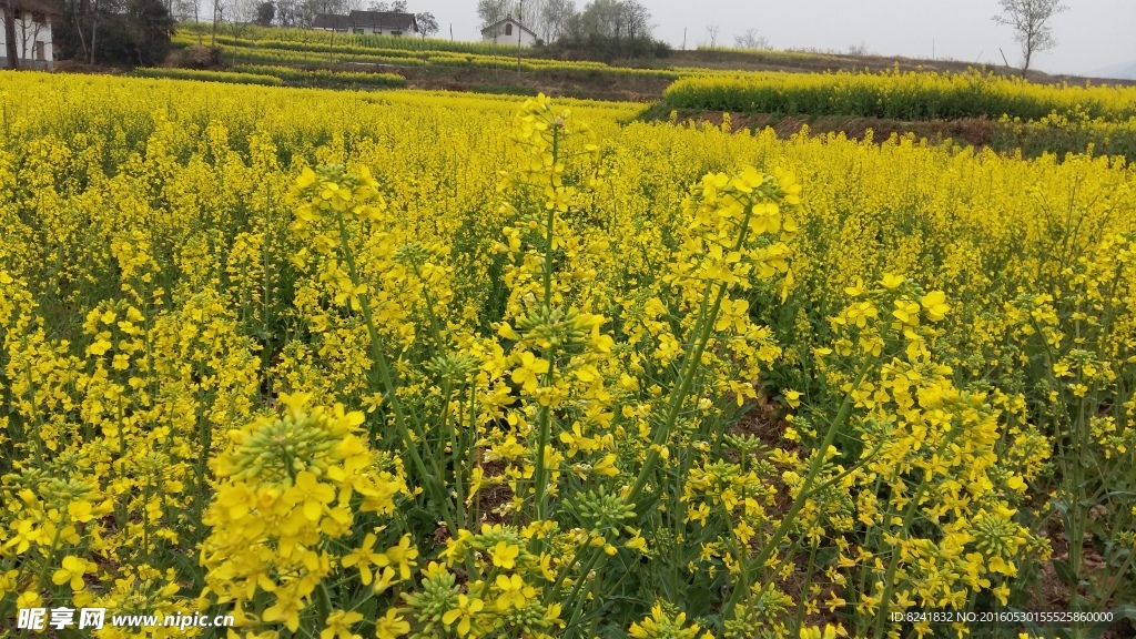 油菜花