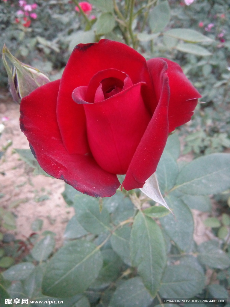 月季花