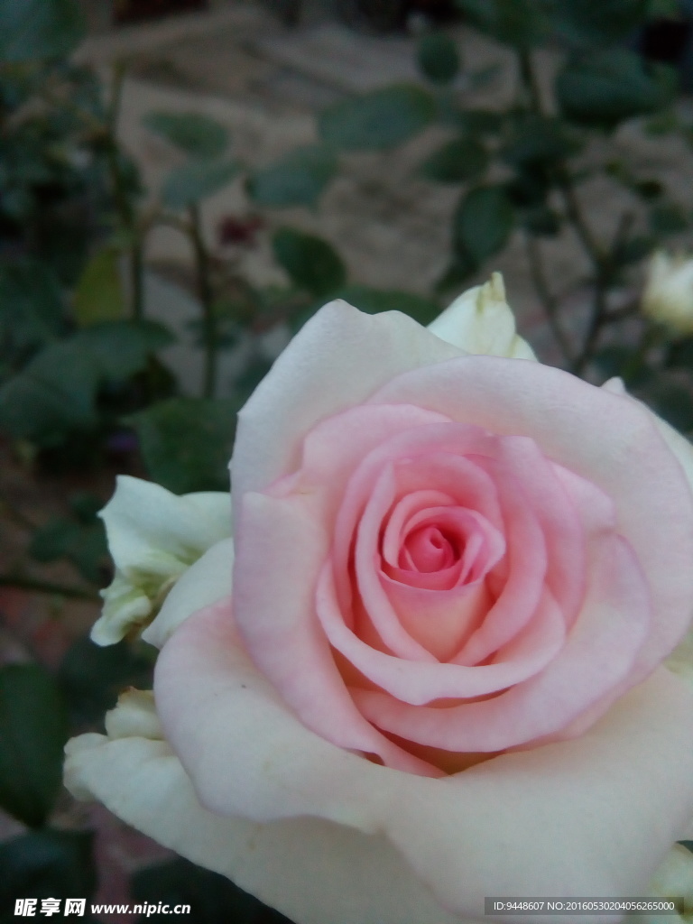月季花
