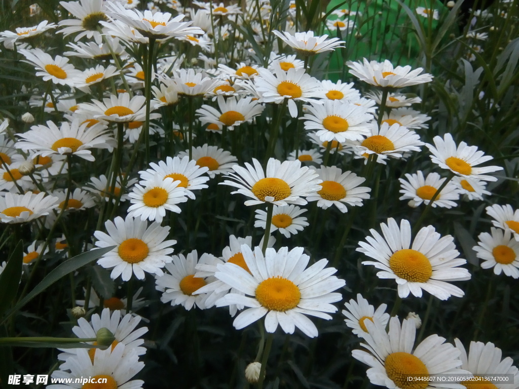 小雏菊