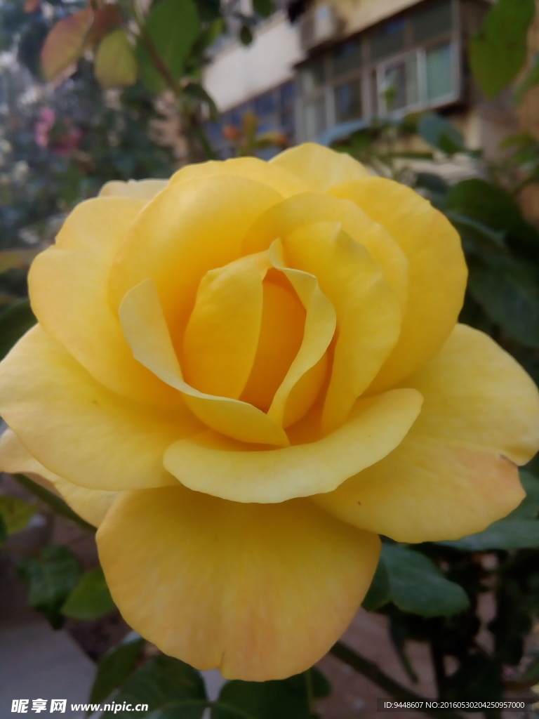 月季花