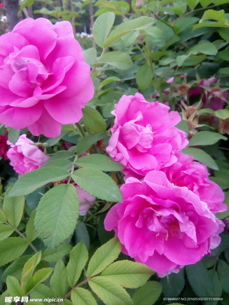 玫瑰花