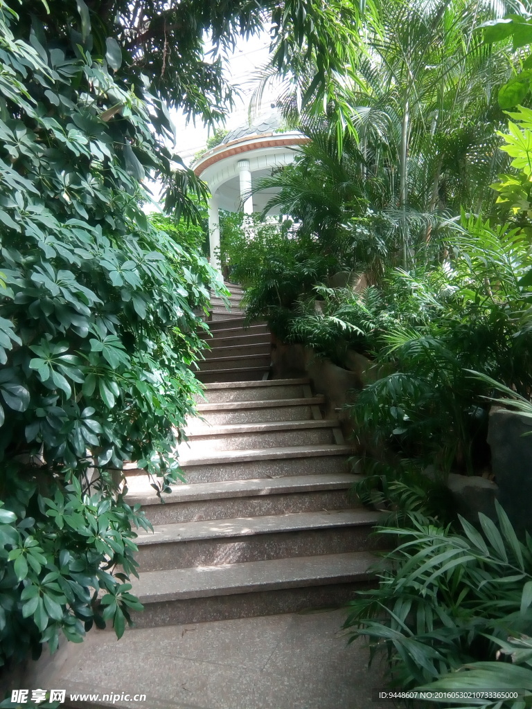 绿树台阶