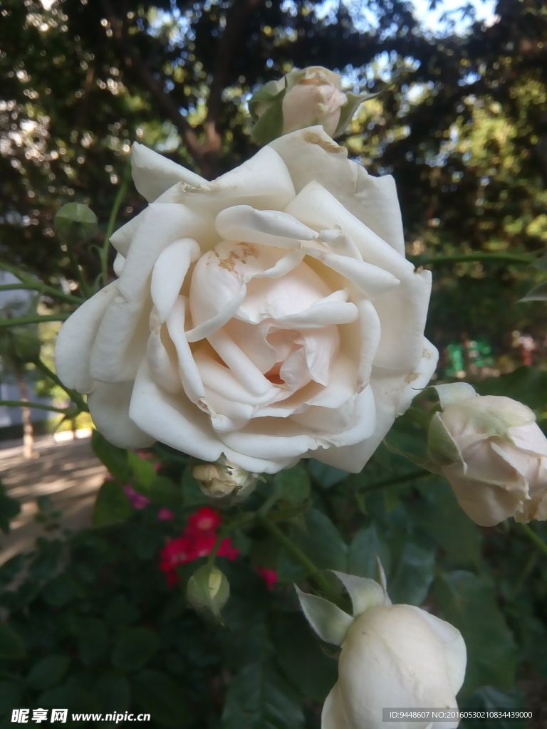 月季花
