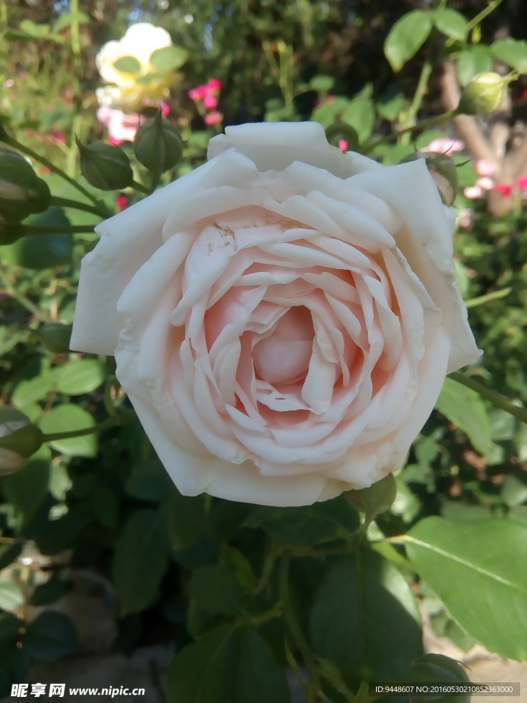 月季花