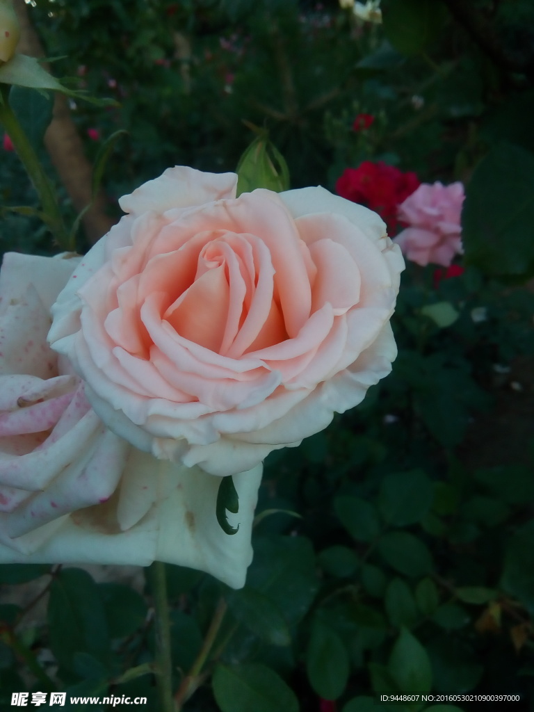 月季花