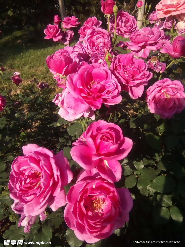 月季花