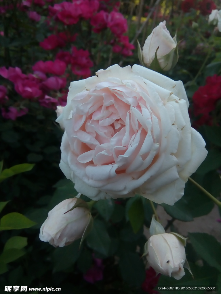月季花