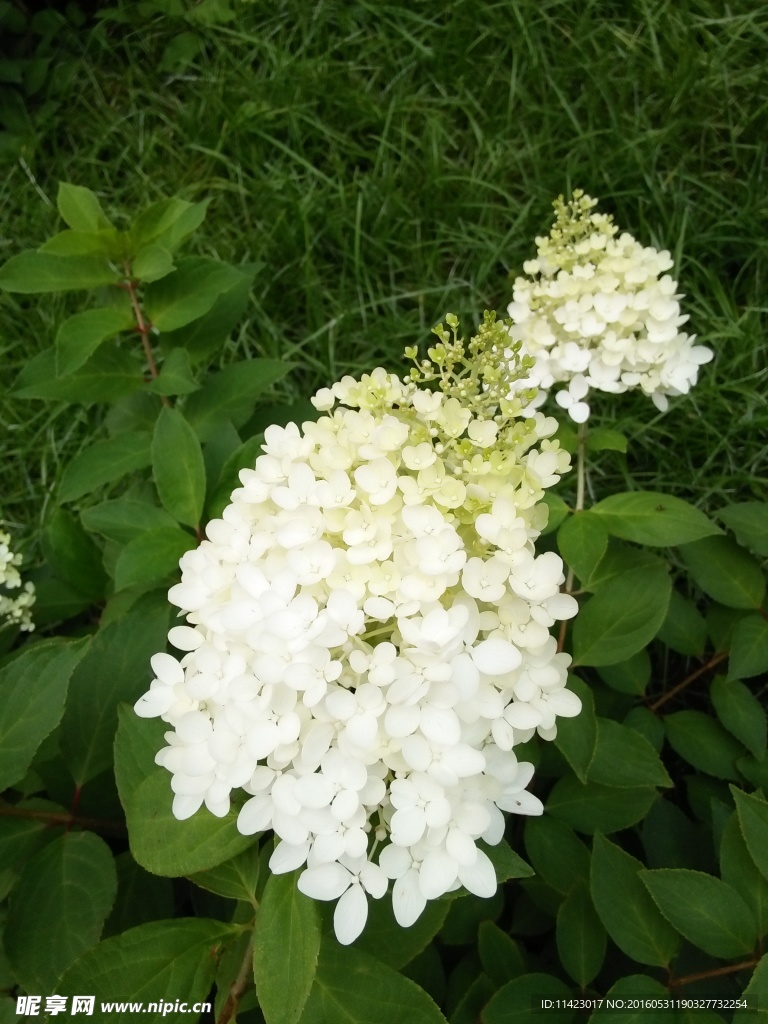 花
