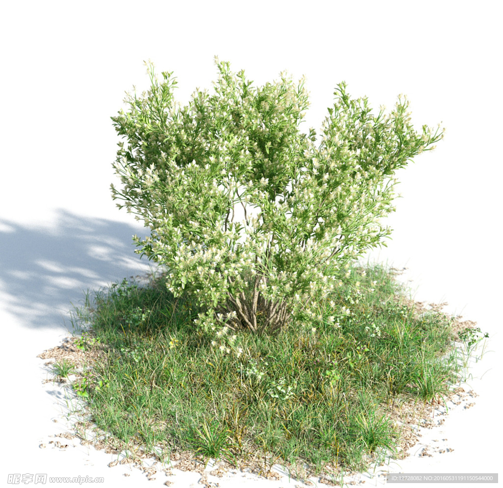 香根菊