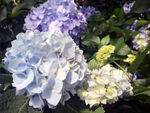 蓝色绣球花