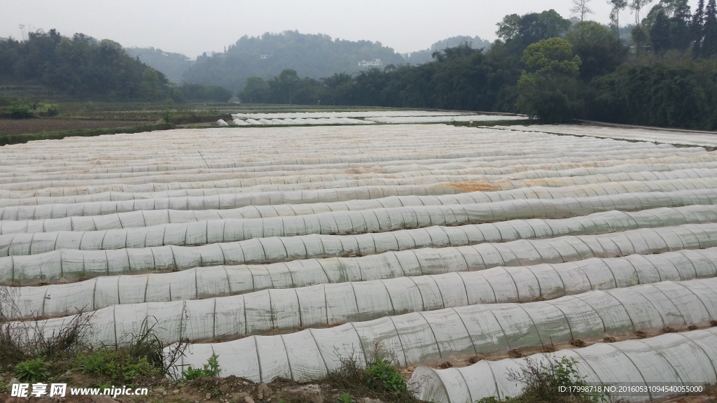 田园 风光 水稻