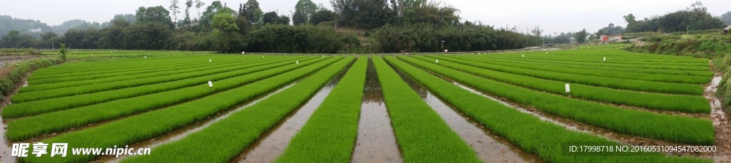 田园 风光 水稻