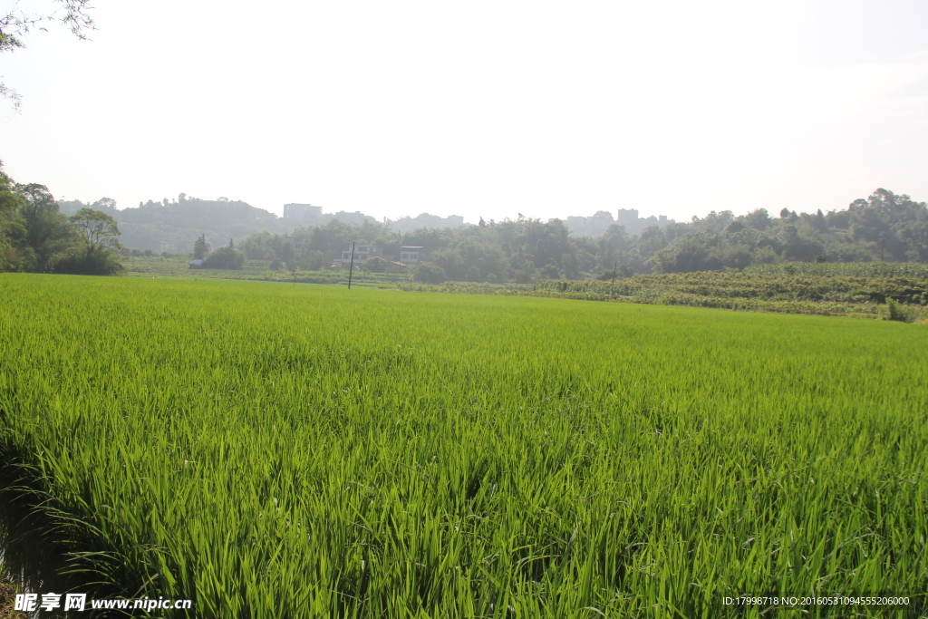 田园 风光 水稻