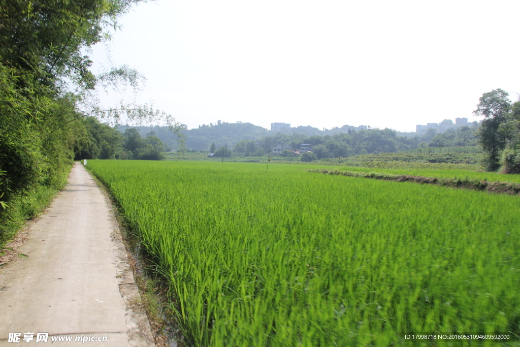 田园 风光 水稻