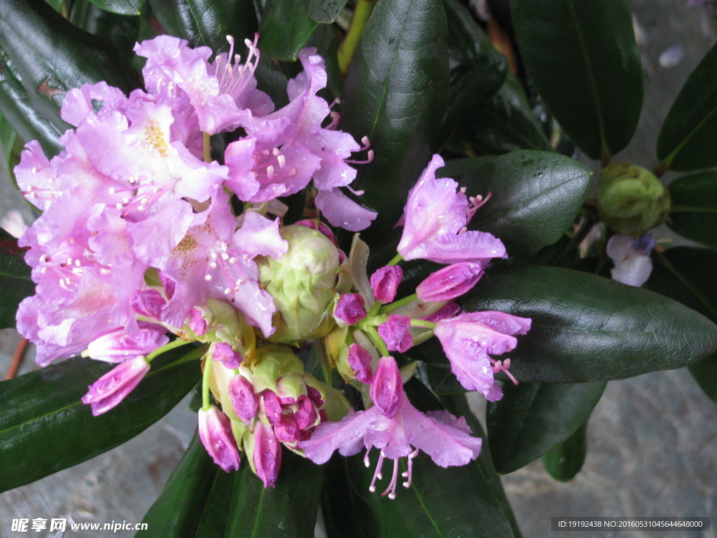 雨露杜鹃花