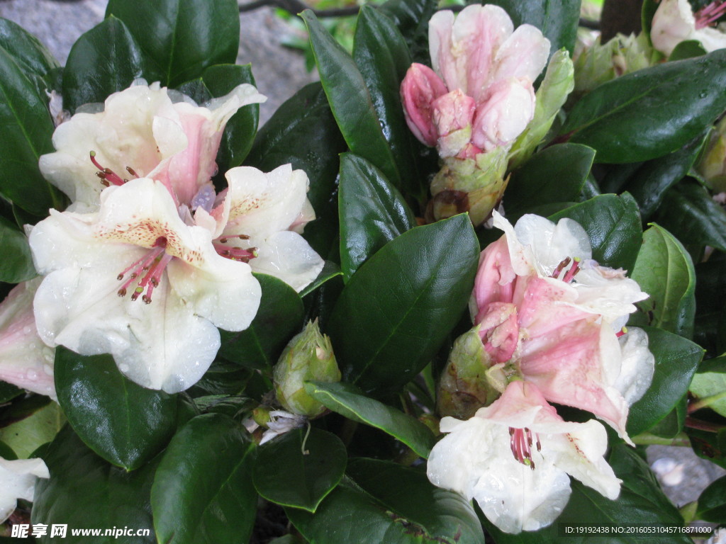雨露杜鹃花