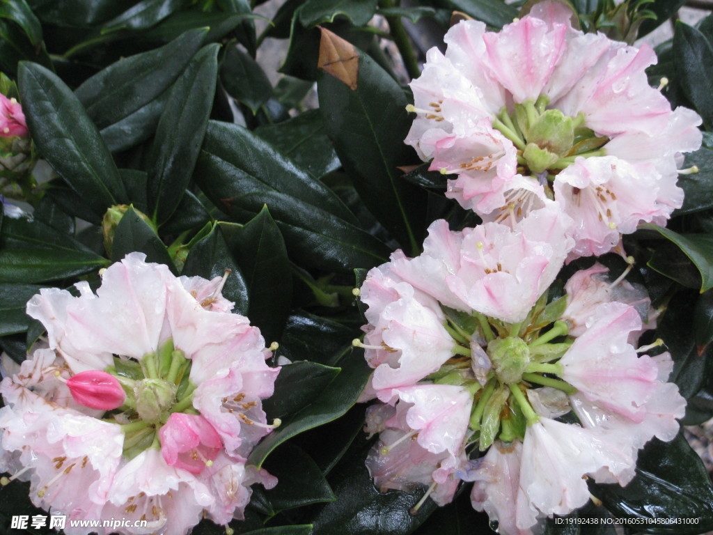 雨露杜鹃花