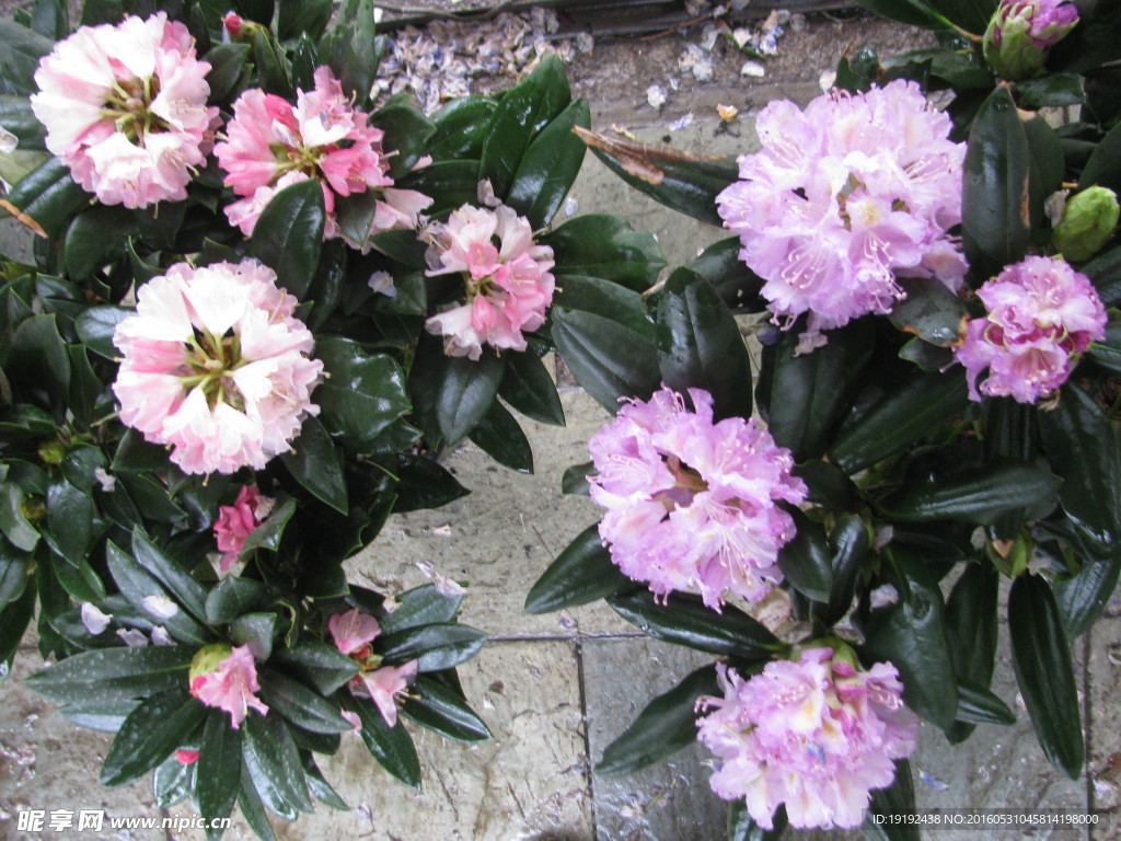 雨露杜鹃花