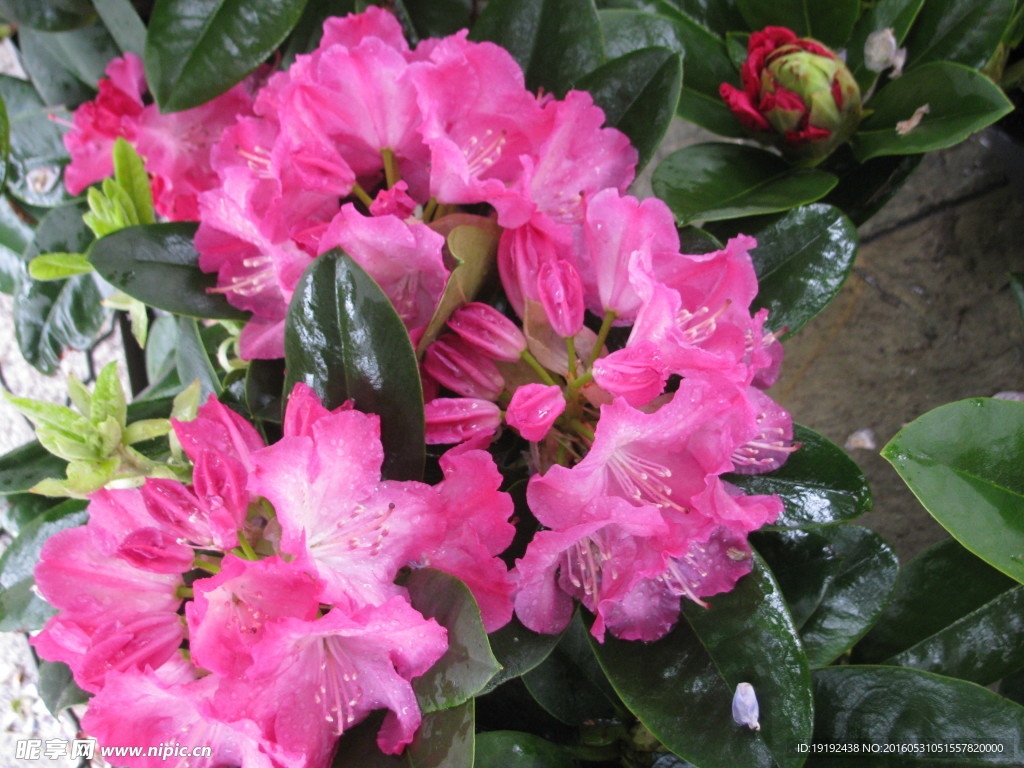 雨露杜鹃花