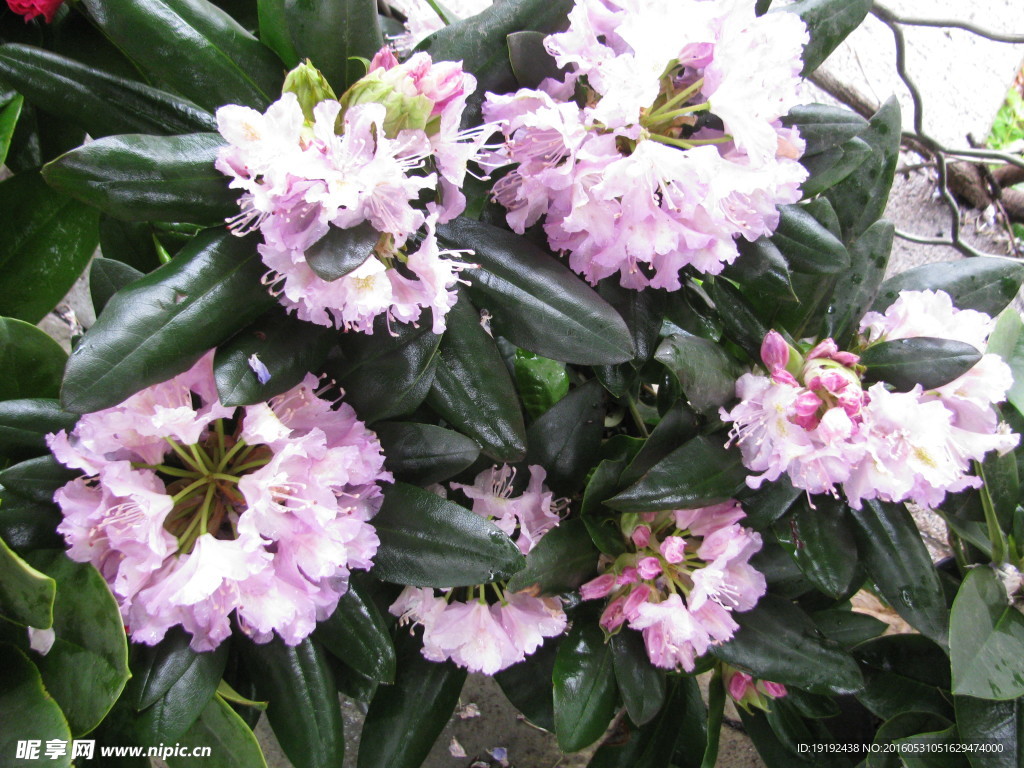 雨露杜鹃花