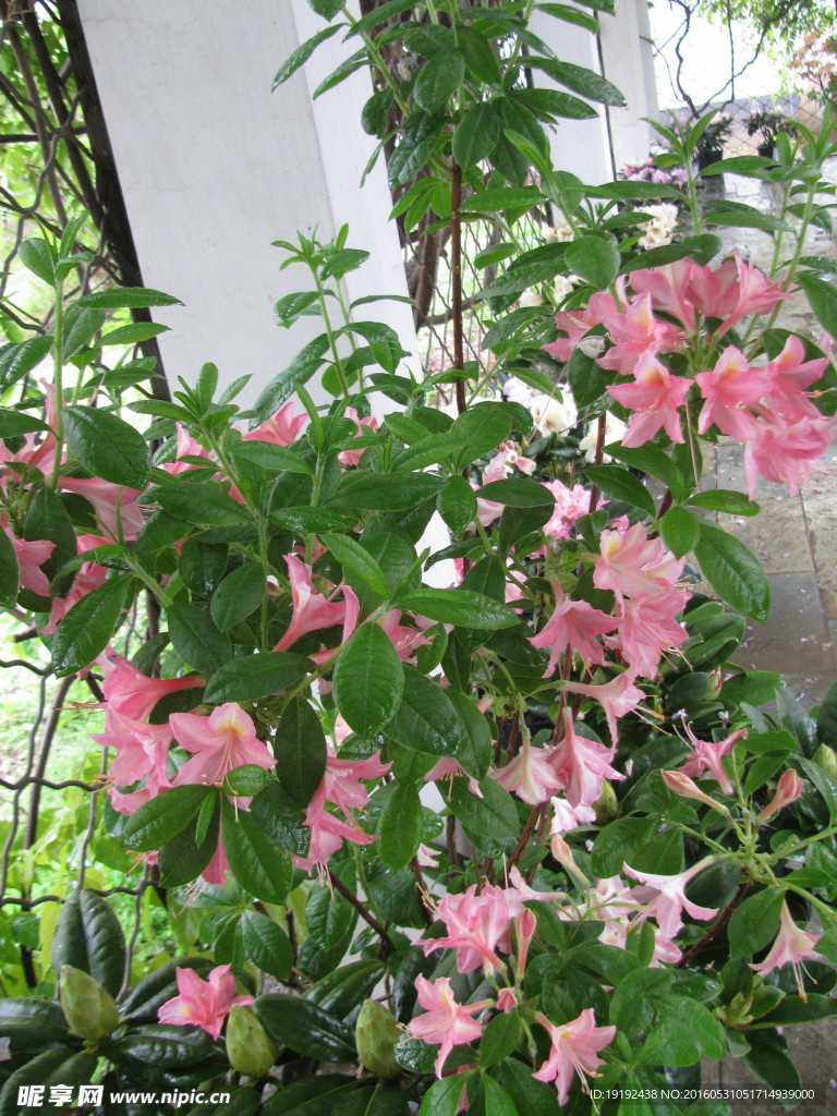 雨露杜鹃花