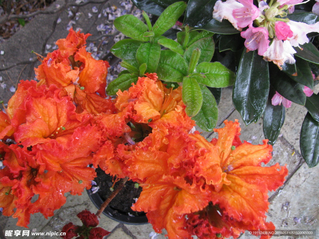 雨露杜鹃花