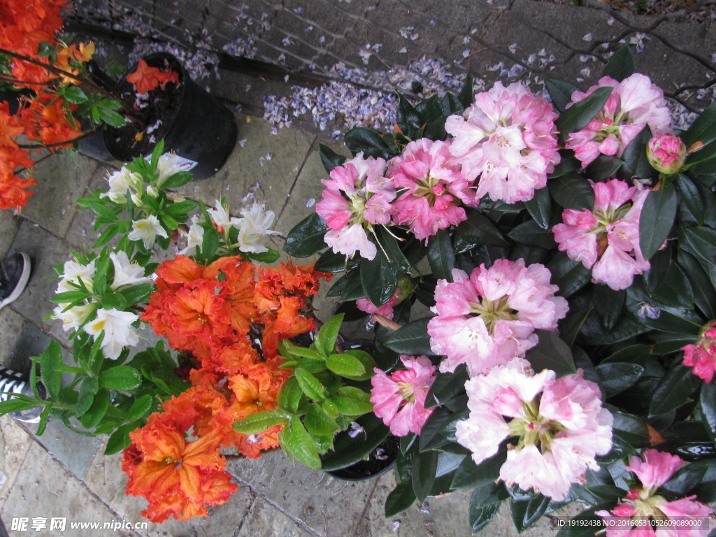 雨露杜鹃花