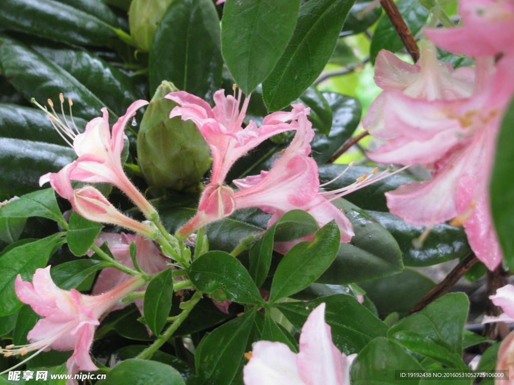 雨露杜鹃花
