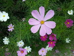 格桑花