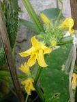 黄瓜花