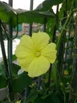 角瓜花