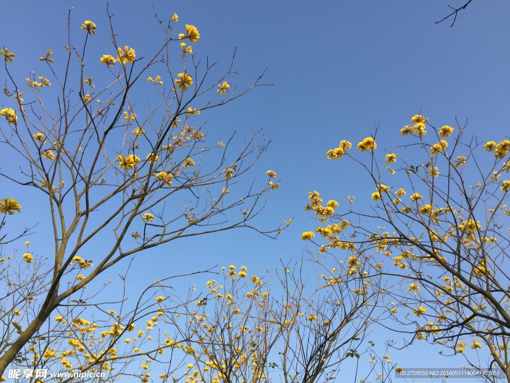 花卉 植物