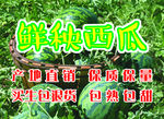 西瓜