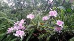 映山红花