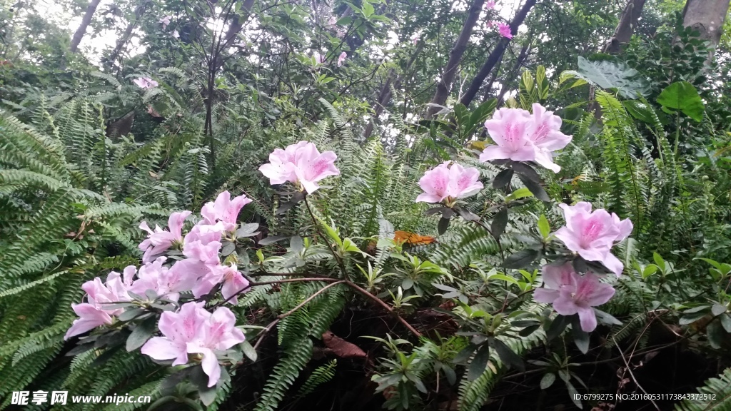 映山红花