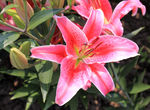 百合花