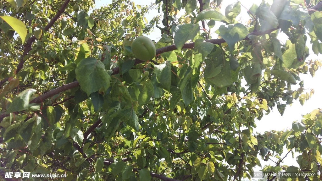 杏树