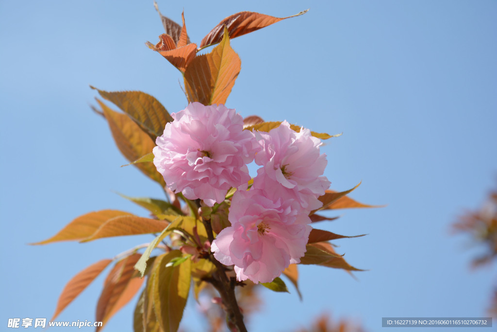 樱花