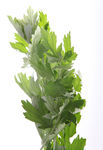 艾草