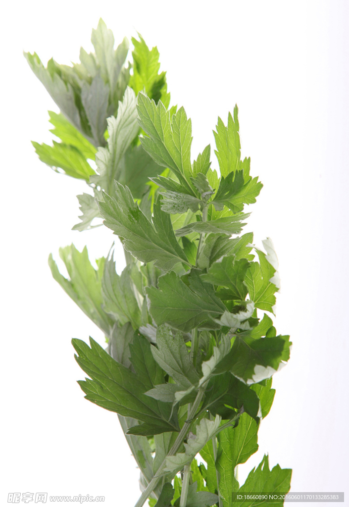 艾草