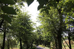 吉安螺湖湾湿地公园