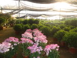 花卉苗圃基地