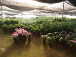 花卉苗圃基地
