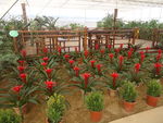 花卉苗圃基地
