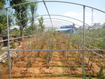 吉安兴桥苗圃基地