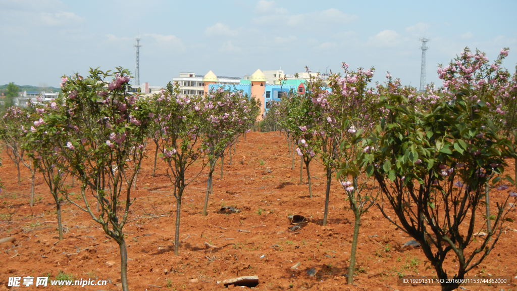 吉安兴桥苗圃基地