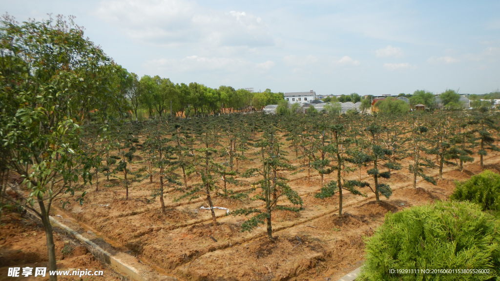 吉安兴桥苗圃基地